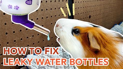 Guinea Pig Water Bottle Leaking: Causes, Solutions